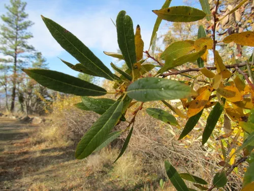 Arroyo Willow