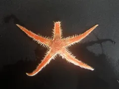 Fragile Star thumbnail 2