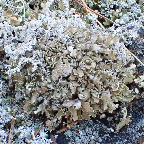 Olive Cladonia