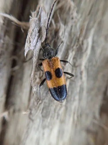 Cedar Tree Borer