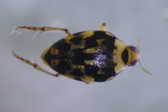 Haliplus pantherinus thumbnail 3