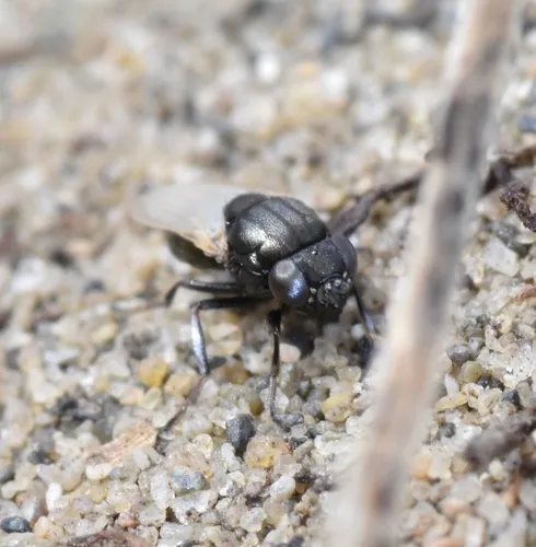 Mosillus bidentatus