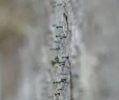 Yellow Collar Stubble Lichen thumbnail 4