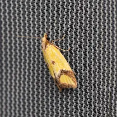 Knapweed Root Moth thumbnail 2