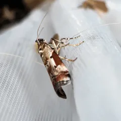 Ambesa laetella thumbnail 4