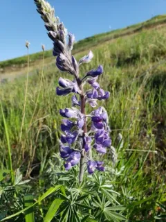 Lupinus mollis thumbnail 3