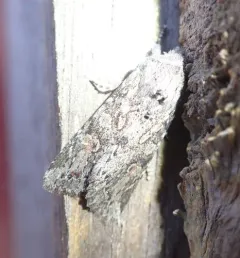 Citrus Cutworm thumbnail 4