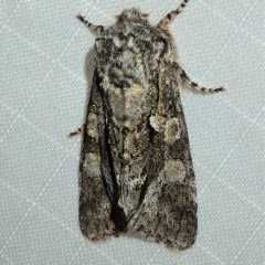 Figure-eight Sallow thumbnail 3