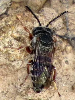 Elise's Longhorn-Cuckoo thumbnail 2