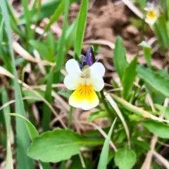 European field pansy thumbnail 2