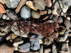 red sea spaghetti thumbnail 1