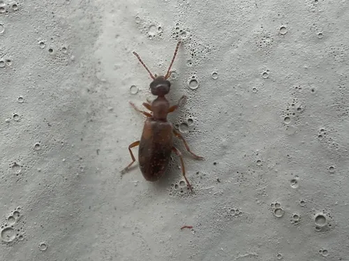 Cloudy Flower Beetle