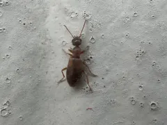 Cloudy Flower Beetle thumbnail 1