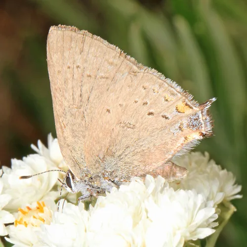 Sylvan Hairstreak