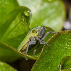 Bog Leafhopper thumbnail 3
