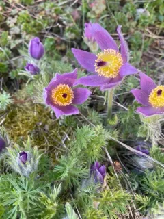European Pasqueflower thumbnail 3