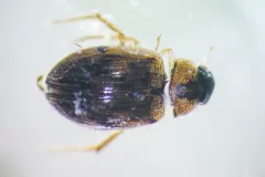 Berosus sayi thumbnail 4
