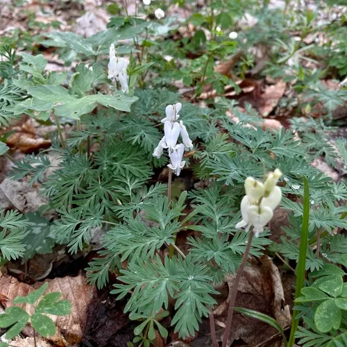 squirrel corn