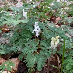 squirrel corn thumbnail 1