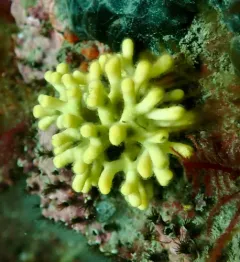 northern staghorn bryozoan thumbnail 2