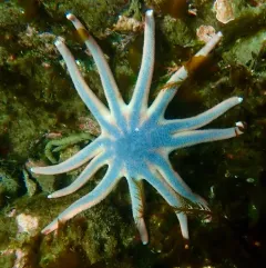 Striped Sun Star thumbnail 4