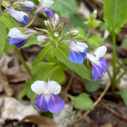 spring blue-eyed Mary