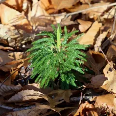 flat-branched tree-clubmoss thumbnail 4