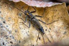 American Springfly thumbnail 2