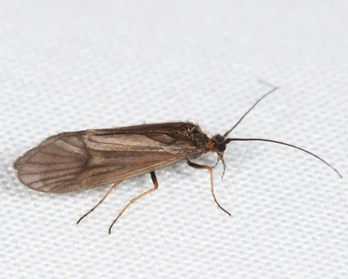 Apatania incerta