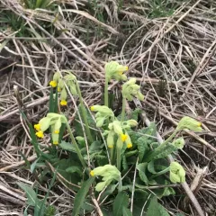 Cowslip thumbnail 2
