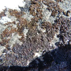 Rock Grubs thumbnail 2