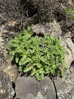 sticky phacelia thumbnail 2