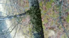 Brown-eyed Camouflage Lichen thumbnail 3