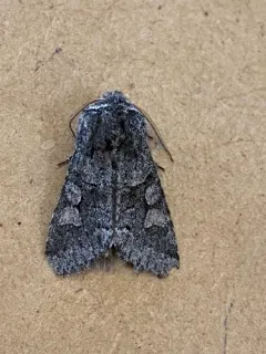 Egira variabilis thumbnail 1