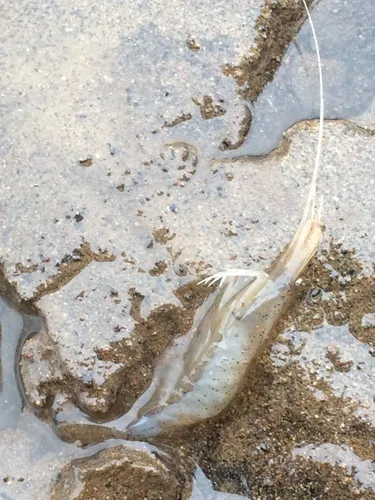 Siberian Prawn