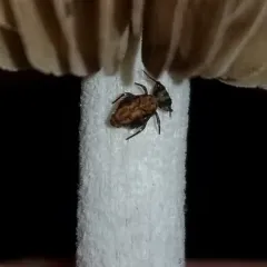 Ptenothrix maculosa thumbnail 2