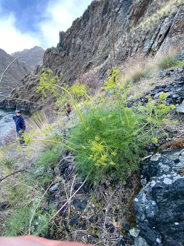 basalt desert parsley