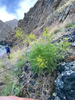 basalt desert parsley thumbnail 1