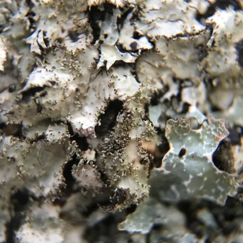Salted Shield Lichen