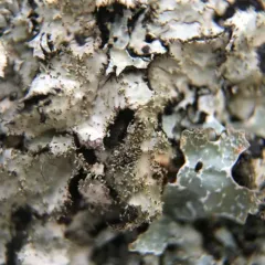 Salted Shield Lichen thumbnail 1