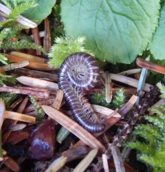 Litiulus alaskanus thumbnail 3