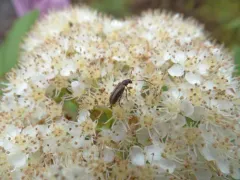 Syneta pilosa thumbnail 1