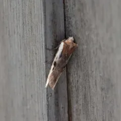 Dot-and-Dash Swordgrass Moth thumbnail 4