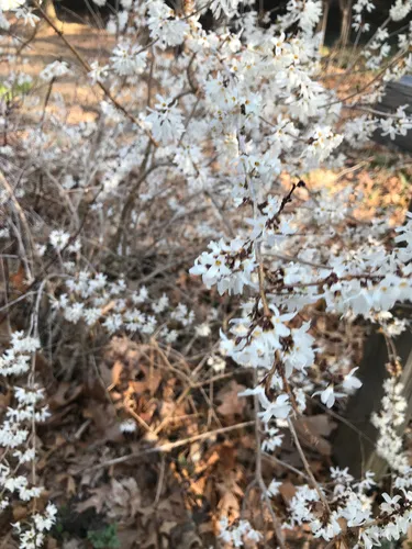 white Forsythia