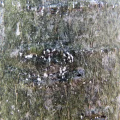 Beech Scale thumbnail 2