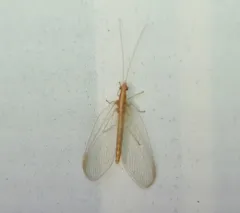 Weeping Green Lacewing thumbnail 4