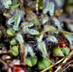 Hairy Crystalwort thumbnail 2