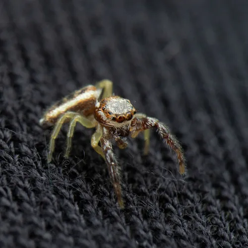 Common Hentz Jumping Spider