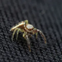 Common Hentz Jumping Spider thumbnail 1
