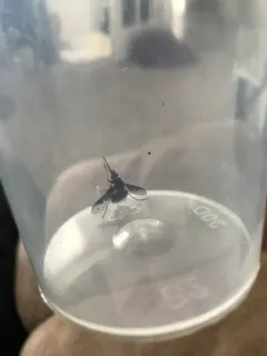 White-headed Bee Fly thumbnail 3
